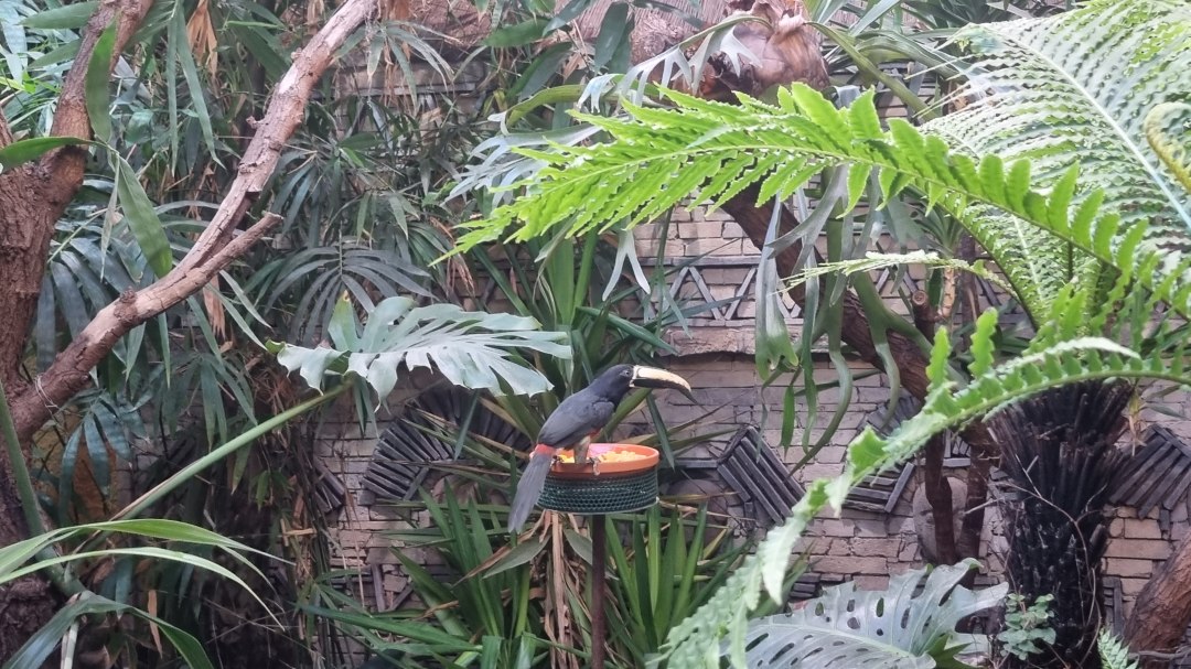 Arassari im Zoo Stralsund, © Zoo Stralsund Arassari im Zoo Stralsund, © Zoo Stralsund