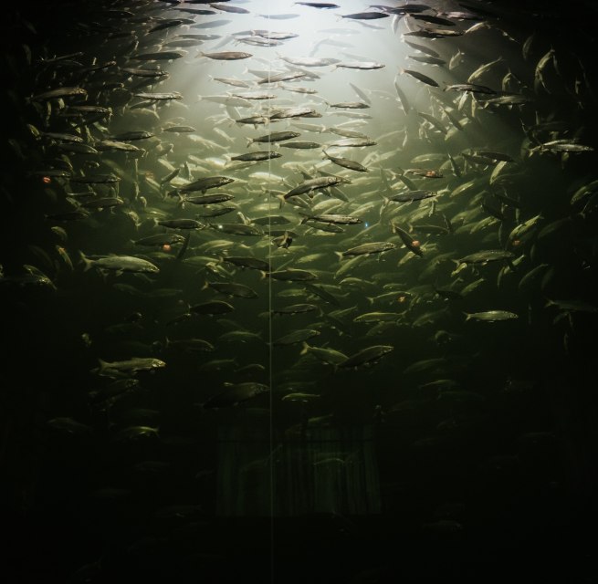 underte Mar&auml;nen ziehen ihre Bahnen durch das Wasser, Licht bricht sich an der Oberfl&auml;che und taucht den Schwarm in ein mystisches Gr&uuml;n. Im M&uuml;ritzeum in Waren (M&uuml;ritz) l&auml;sst sich die Unterwasserwelt der Mecklenburgischen Seenplatte hautnah erleben &ndash; ein faszinierender Blick in verborgene Welten., &copy; 1000seen.de