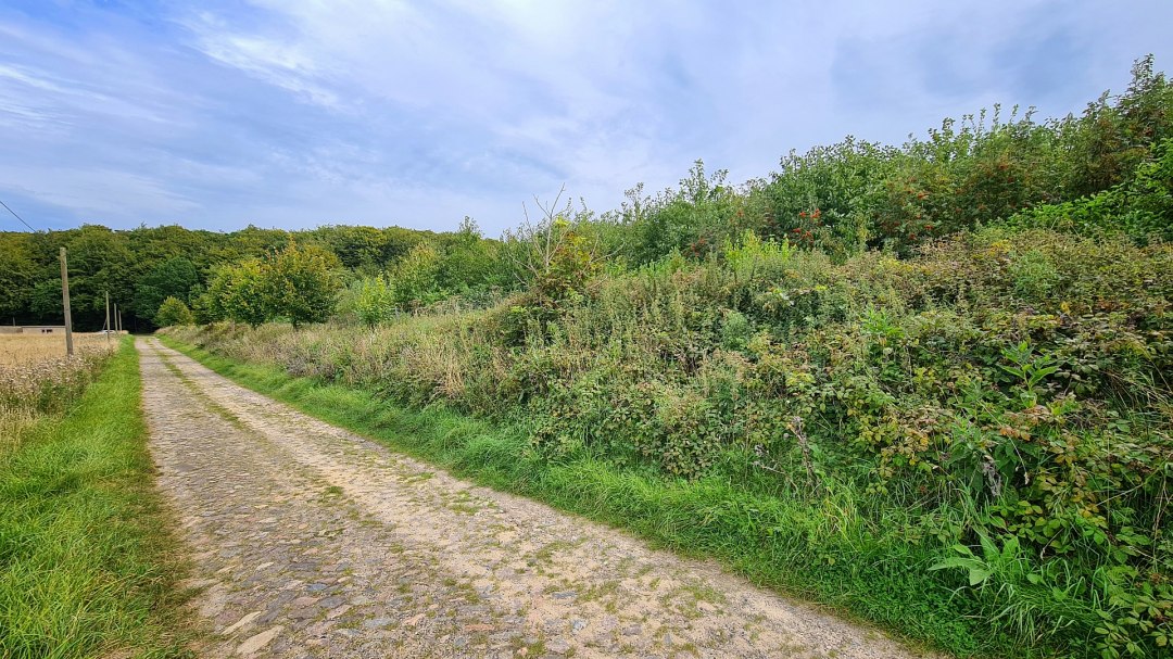 Klimawald Stubnitz, © Landesforst MV Klimawald Stubnitz, © Landesforst MV