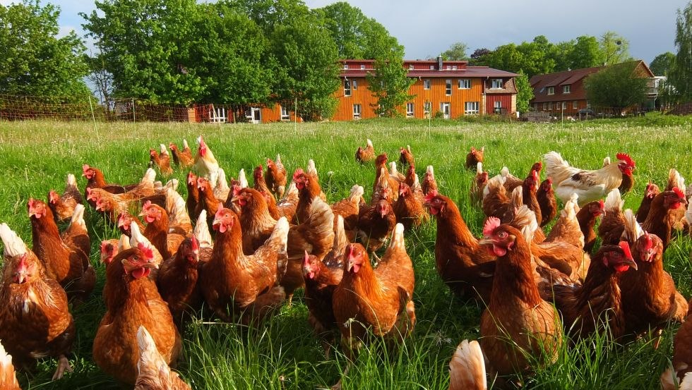 Bio-Landwirtschaft auf Hof Medewege erleben // © Hof Medewege/ Hof Ferien Medewege UG Bio-Landwirtschaft auf Hof Medewege erleben // © Hof Medewege/ Hof Ferien Medewege UG