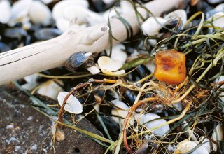 Nahaufnahme von Bernstein zwischen Muscheln, Steinen und Tang am Strand von Ahrenshoop. Das Bild begleitet die Kinderveranstaltung zur Bernsteinsuche im Rahmen des Kinderherbstes. // &copy; voigt&ktanz UG