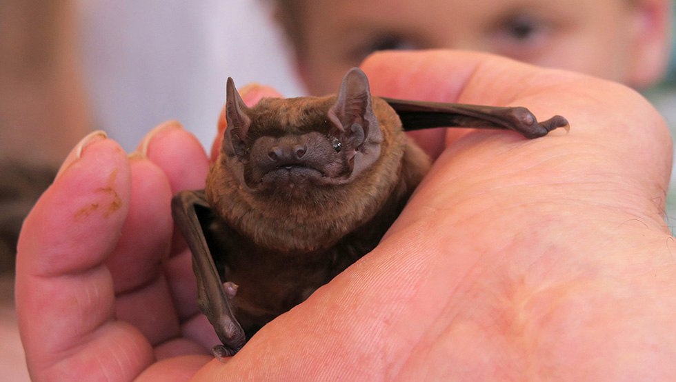Kratzeburger Fledermaus-Nacht, &copy; Nationalparkamt M&uuml;ritz, B. L&uuml;thi Herrmann
