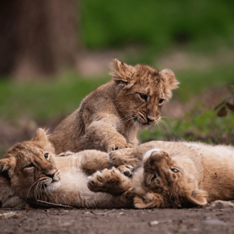 Landeszootag Zoo Schwerin // © Zoo Schwerin Landeszootag Zoo Schwerin // © Zoo Schwerin