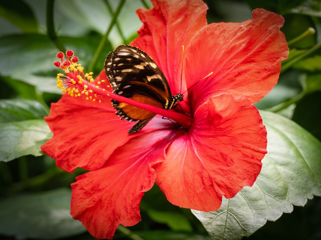 &copy; Schmetterlingswelt Kl&uuml;tz