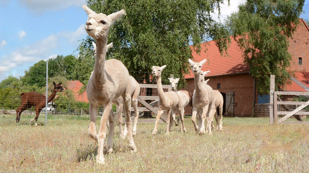 Alpakas, Hof Birkenkamp, © Tourismusverband Mecklenburg-Schwerin Alpakas, Hof Birkenkamp, © Tourismusverband Mecklenburg-Schwerin