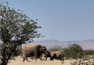 zwei Elefanten in der Wüste von Namibia // © Anke Thätner zwei Elefanten in der Wüste von Namibia // © Anke Thätner