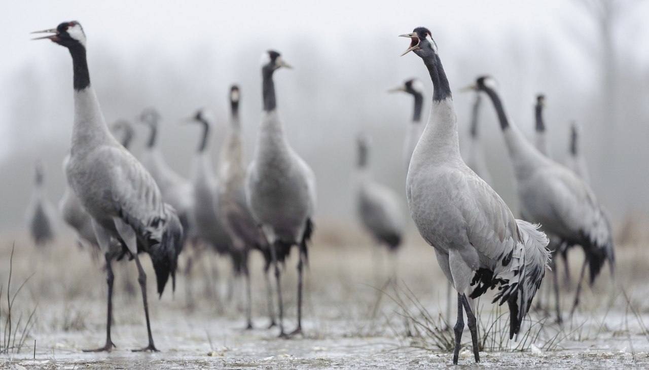 Kraniche, &copy; Dieter Damschen