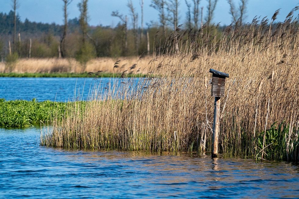 Bei den Moorwiesen am Malchiner See kann man die Natur von seiner ursprünglichen Seite entdecken, © Tourismusverband Mecklenburgische Seenplatte/Tobias Kramer