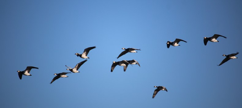 &Uuml;berfliegende Wei&szlig;wangeng&auml;nse, &copy; Benjamin Weigelt