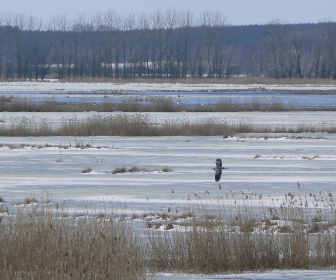 Der Große Rosin Anfang März, © Martin Hagemann Der Große Rosin Anfang März, © Martin Hagemann