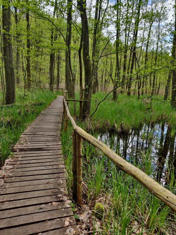 Eintauchen in die Waldatmosph&auml;re // &copy; Annett Freese
