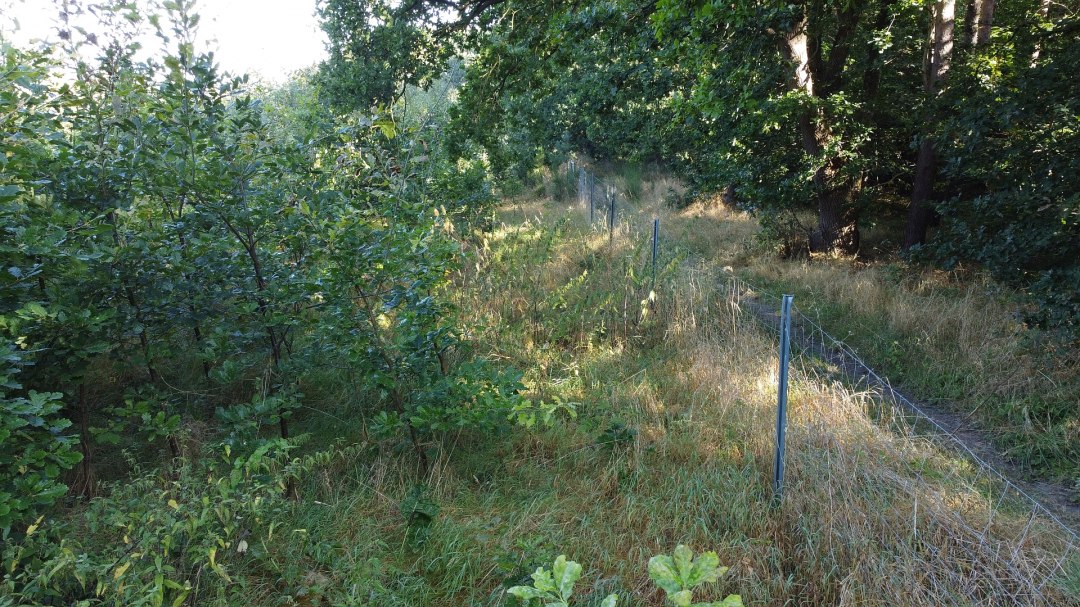 Klimaatbos Bad Kleinen, &copy; Landesforst MV