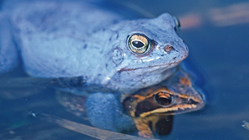 Der Moorfrosch f&auml;rbt sich im Fr&uuml;hjahr blau // &copy; TMV/Steindorf-Sabath