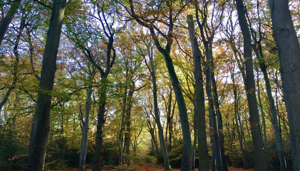 Wanderweg im Ahrenshooper Holz, © Kurverwaltung Ahrenshoop Wanderweg im Ahrenshooper Holz, © Kurverwaltung Ahrenshoop
