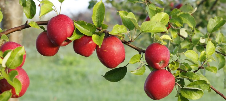 Gelungene Veredelung // &copy; Evelin Kartheuser