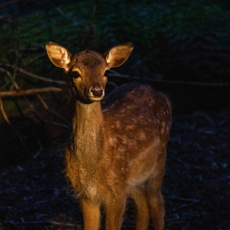 Nachtsafari Zoo Schwerin // &copy; Zoo Schwerin