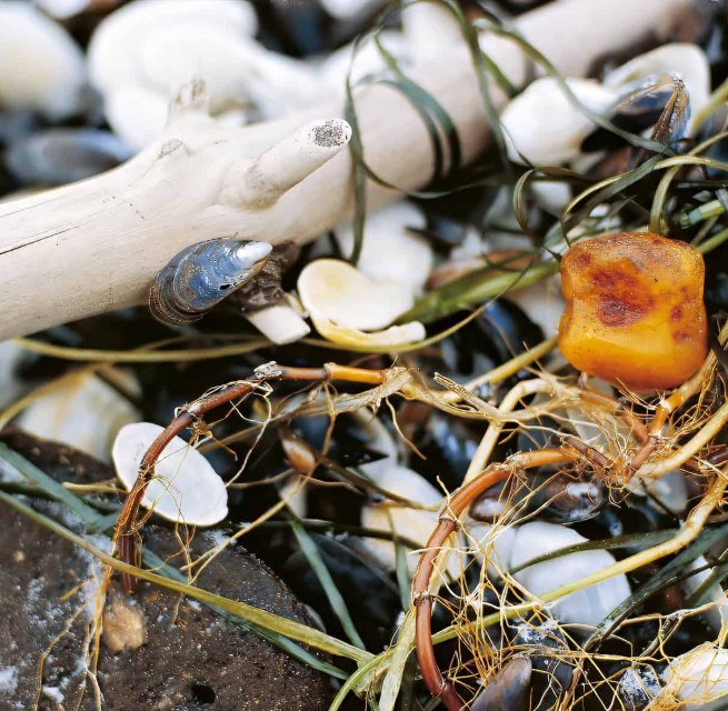 Nahaufnahme von Bernstein zwischen Muscheln, Steinen und Tang am Strand von Ahrenshoop. Das Bild begleitet die Kinderveranstaltung zur Bernsteinsuche im Rahmen des Kinderherbstes. // &copy; voigt&ktanz UG
