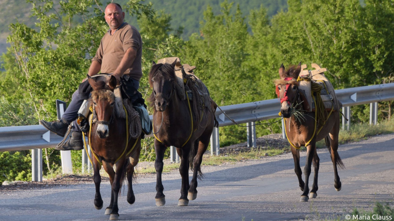 Zwei Esel und ein Pferd laufen auf einer Straße. Auf einem Esel sitzt ein Mann. // © Maria Clauss Zwei Esel und ein Pferd laufen auf einer Straße. Auf einem Esel sitzt ein Mann. // © Maria Clauss