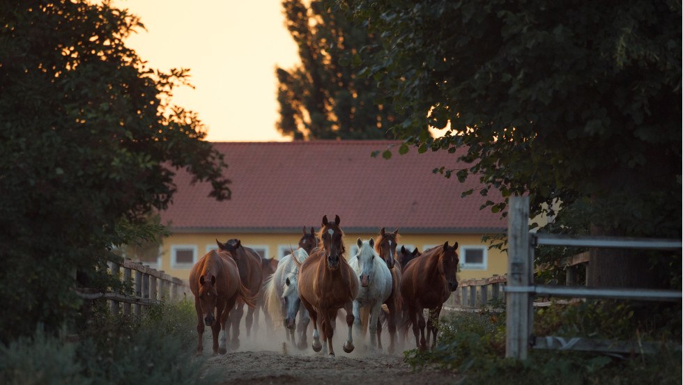 Gut Alt Farpen Ansicht von vorne, © Wiebke Haas Gut Alt Farpen Ansicht von vorne, © Wiebke Haas