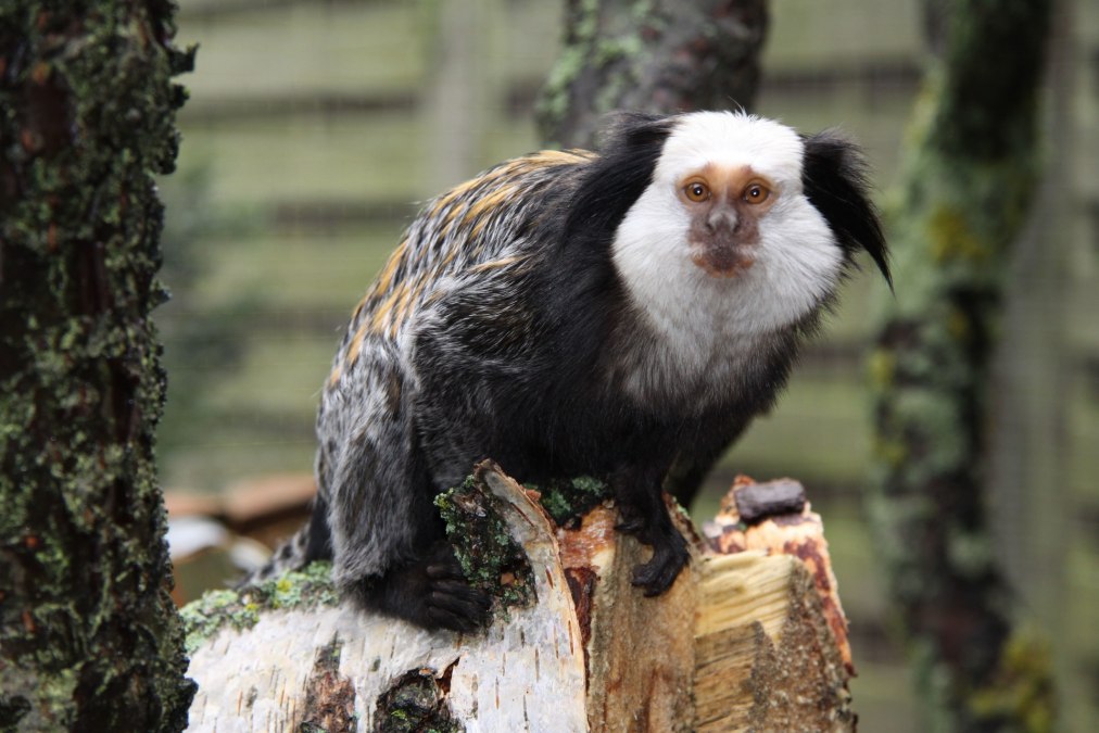 Tropenzoo Bansin, &copy; Tropenzoo_Bansin_Marcel_Piper