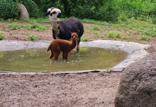 &copy; Tierpark Wolgast