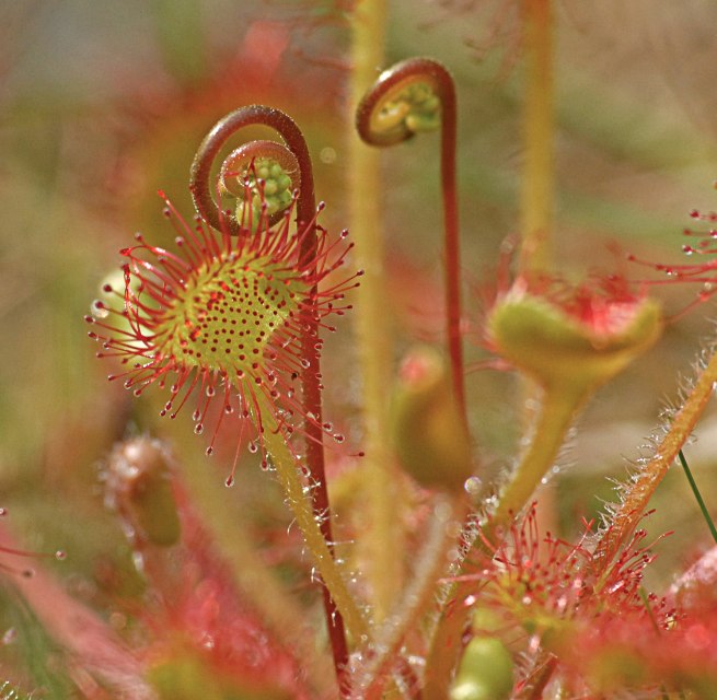 Der Rundblättrige Sonnentau ist eine fleischfressende Pflanze, © Jörg Gast Der Rundblättrige Sonnentau ist eine fleischfressende Pflanze, © Jörg Gast