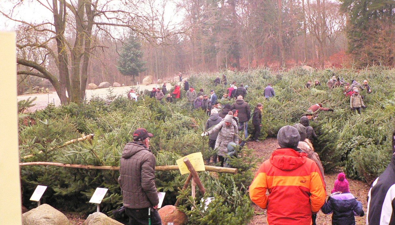 Weihnachtsbaummarkt Forstamt Neu Pudagla, © (c) Kurverwaltung Ückeritz Weihnachtsbaummarkt Forstamt Neu Pudagla, © (c) Kurverwaltung Ückeritz