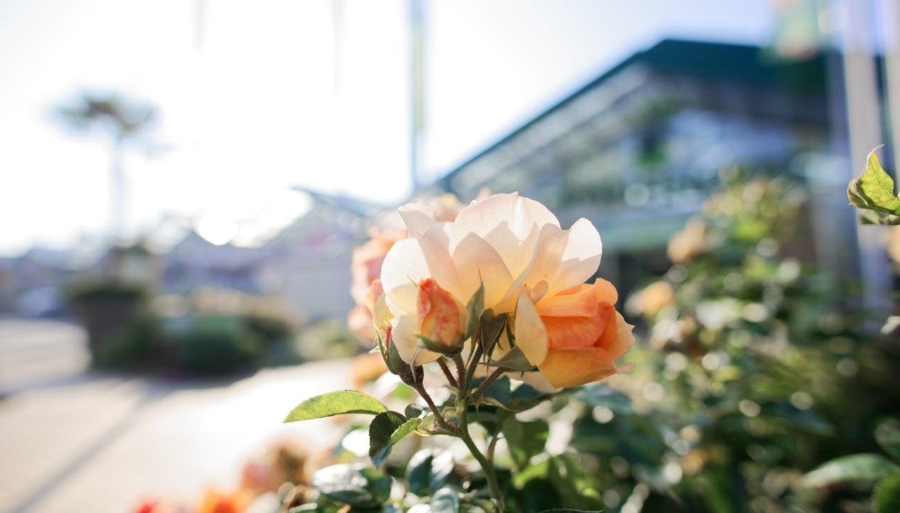 Beetrose Hansestadt Rostock, © Grönfingers Rostock Beetrose Hansestadt Rostock, © Grönfingers Rostock