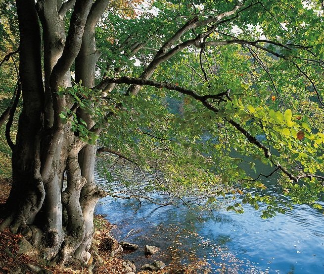 Am Ufer des Schmalen Luzins trifft Wald auf Wasser // © MV-T/Grundner Am Ufer des Schmalen Luzins trifft Wald auf Wasser // © MV-T/Grundner