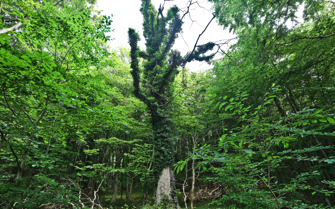pfad-der-musse-und-erkenntnis_1, © TMV/Gohlke pfad-der-musse-und-erkenntnis_1, © TMV/Gohlke