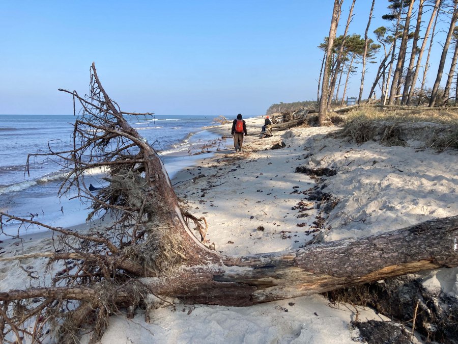 Wilder_Wald_am_Meer_KBärwald, © Nationalparkamt Vorpommern/ K.Bärwald Wilder_Wald_am_Meer_KBärwald, © Nationalparkamt Vorpommern/ K.Bärwald