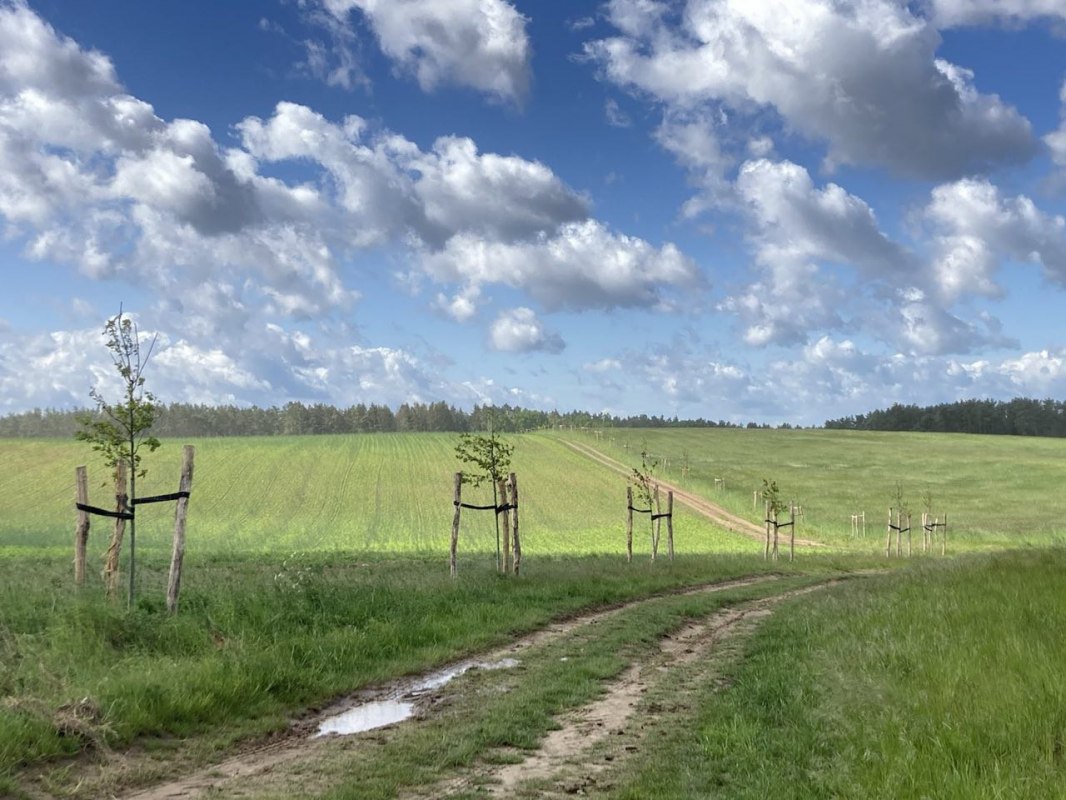 Wildobst // © Elke Jander Wildobst // © Elke Jander