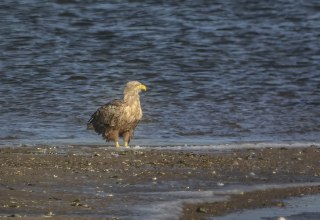 Adulter Selder., &copy; Kevin Hempel / Vogeltouren MV