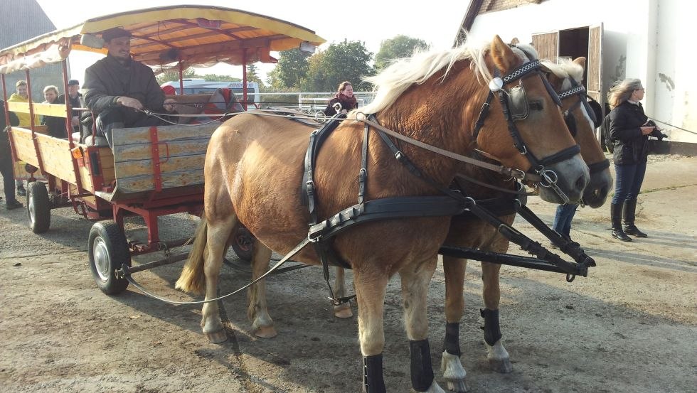 Je gaat met het gezin de Kremser op en er begint een avontuurlijke Kremsertocht, met als hoogtepunt een picknick aan zee. // &copy; Reitstall Stuthof