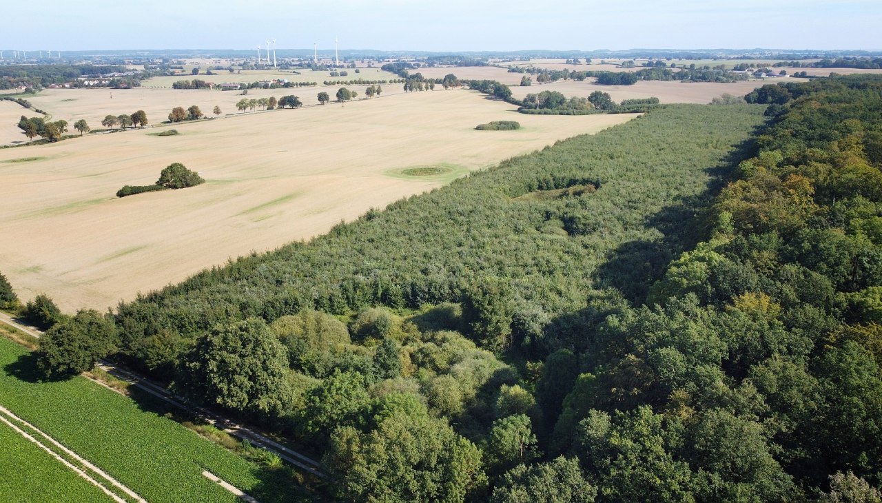 Klimawald Seefelder Holz, © Landesforst MV Klimawald Seefelder Holz, © Landesforst MV
