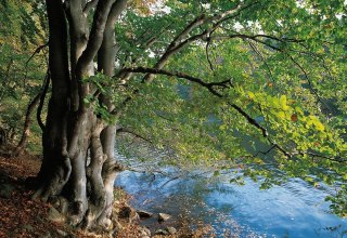 Am Ufer des Schmalen Luzins trifft Wald auf Wasser // © MV-T/Grundner Am Ufer des Schmalen Luzins trifft Wald auf Wasser // © MV-T/Grundner