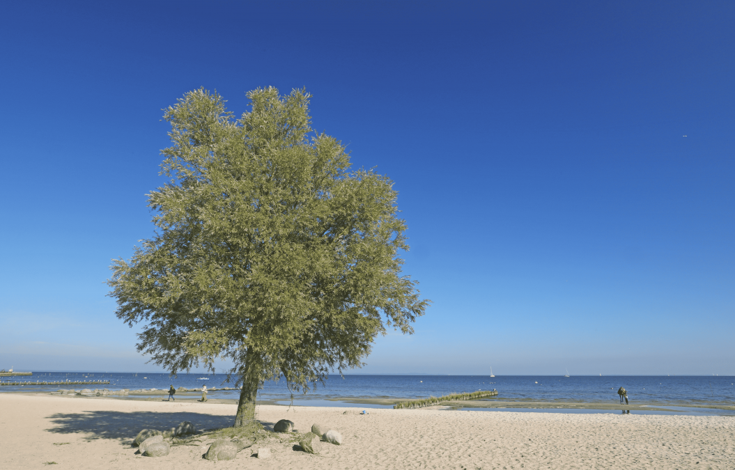 Strand, © TMV/Gohlke