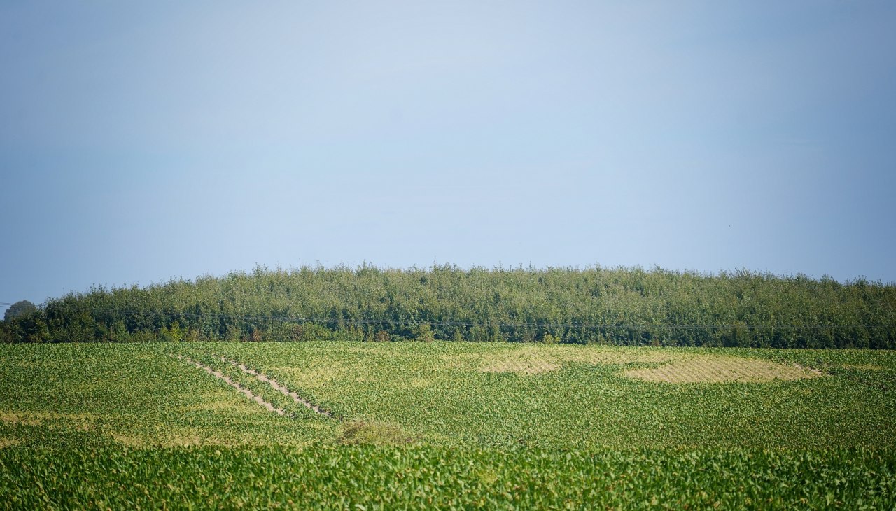 Klimawald Herren Steinfeld, &copy; Landesforst MV