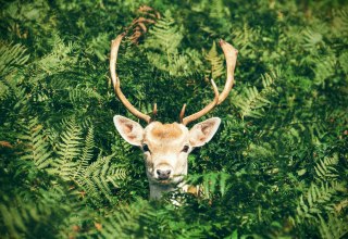 Natur- und Wildwoche in Graal-M&uuml;ritz | 17. &ndash; 24. Oktober 2025 // &copy; Foto von Chris Greenhow auf Unsplash