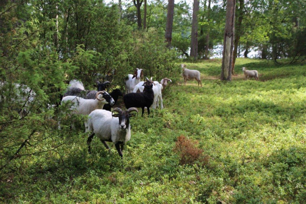 D&uuml;nenkiefernwald_Schafe, &copy; Ralf Koch