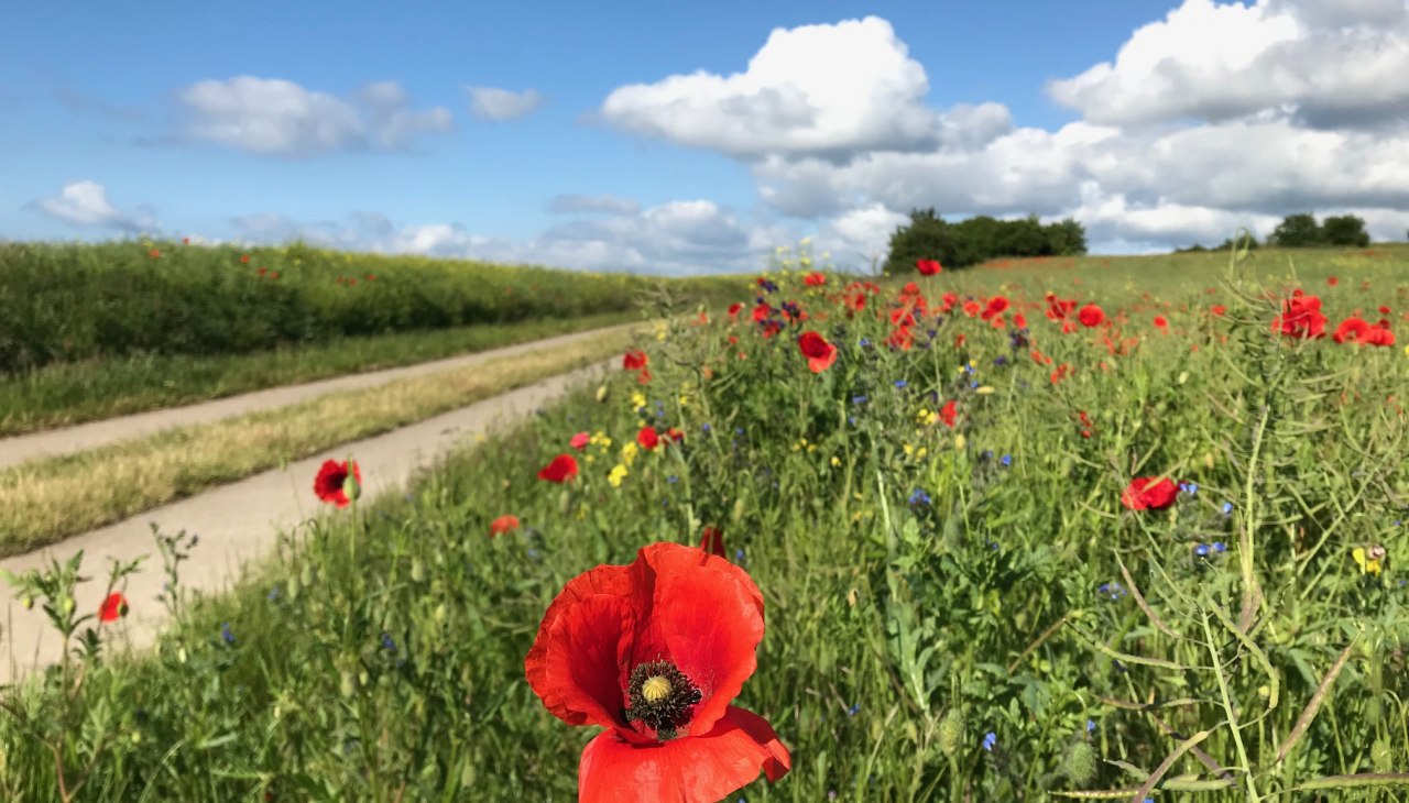Het Seedorfse heuvelland zoemt en bloeit en biedt prachtige uitzichten., © Kurverwaltung Sellin Het Seedorfse heuvelland zoemt en bloeit en biedt prachtige uitzichten., © Kurverwaltung Sellin
