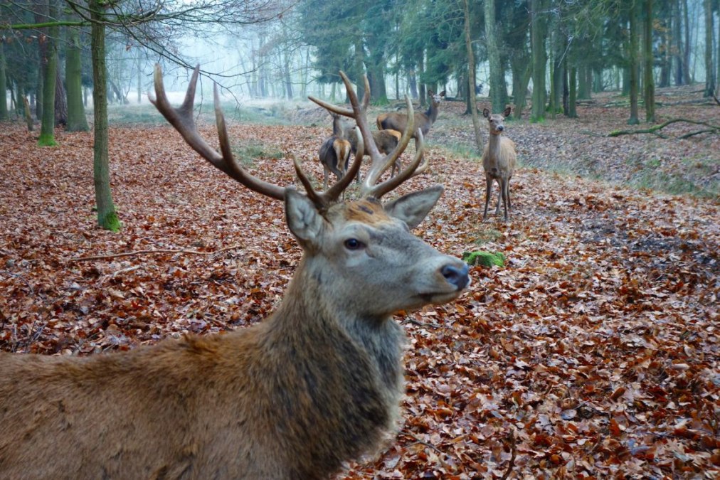 Wildpark Boek, © TDG Rechlin Wildpark Boek, © TDG Rechlin