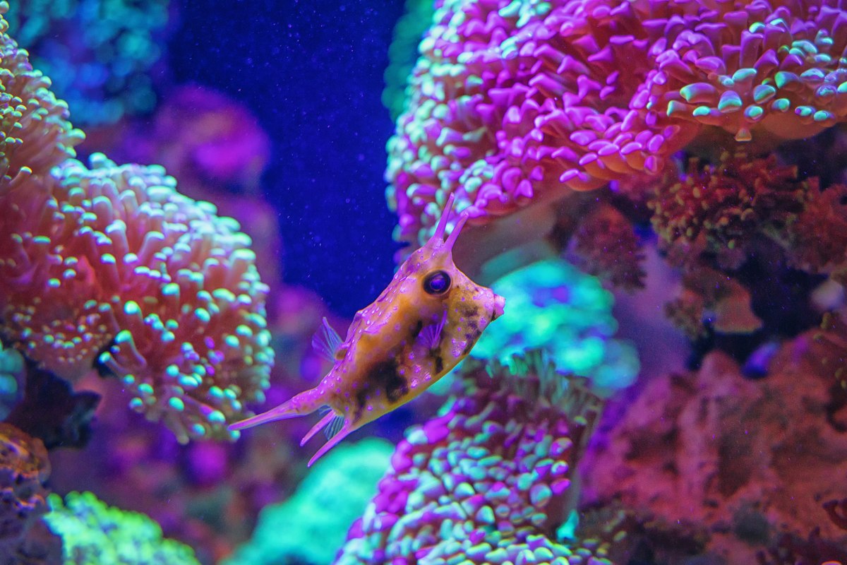 Horn-Kofferfisch im Lebensraum Great Barrier Reef // © Anke Neumeister/Deutsches Meeresmuseum Horn-Kofferfisch im Lebensraum Great Barrier Reef // © Anke Neumeister/Deutsches Meeresmuseum