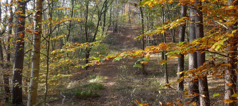 Wanderweg durch ein herbstliches Kerbtal // © D. Foitlänger Wanderweg durch ein herbstliches Kerbtal // © D. Foitlänger