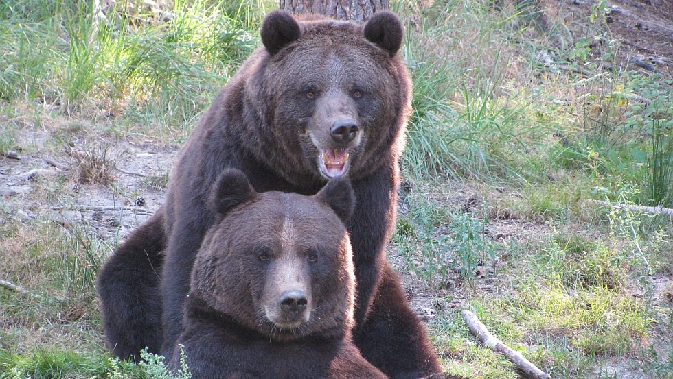 Die Braunbären Fred und Frode gehören zu den Besucherlieblingen // © Wildpark-MV Die Braunbären Fred und Frode gehören zu den Besucherlieblingen // © Wildpark-MV