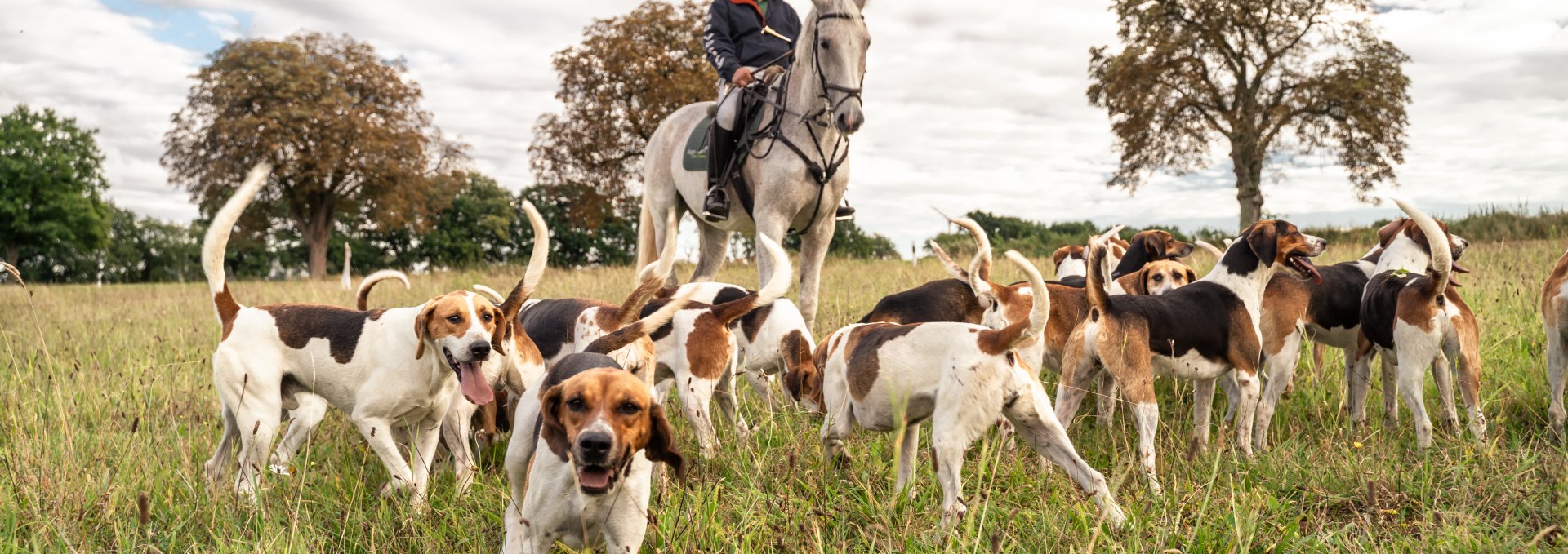 Ein Reiter mit vielen Hunden auf der Reitjagd.