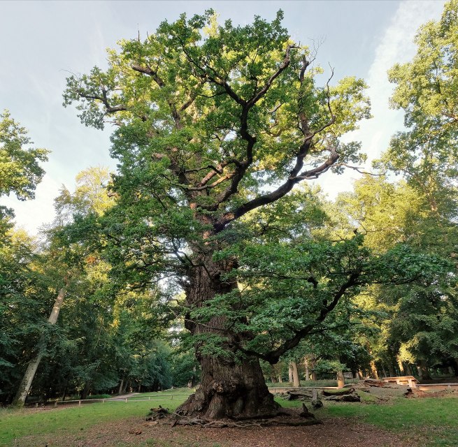 Methusalem-eik in het Nationaal Natuurmonument Ivenacker Eichen // &copy; Sebastian Haerter
