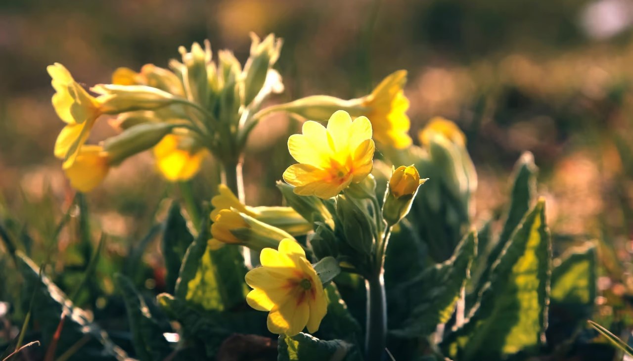 Dem Fr&uuml;hling auf der Spur, &copy; Gemeinde Ostseebad Glowe