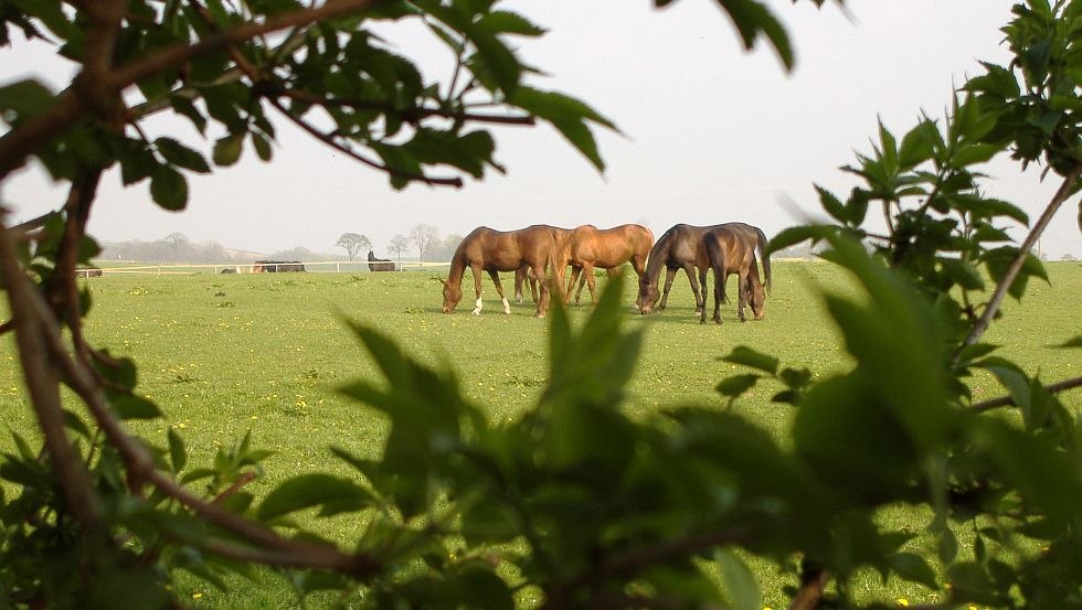 Ferien- und Reiterhof Landgut Lischow: Auf dem schönen Grün grasen unsere Pferde // © Ferien- und Reiterhof Landgut Lischow/Schröder Ferien- und Reiterhof Landgut Lischow: Auf dem schönen Grün grasen unsere Pferde // © Ferien- und Reiterhof Landgut Lischow/Schröder