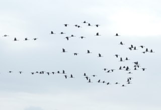 Kraniche über den Karrendorfer Wiesen // © M. Sänger Kraniche über den Karrendorfer Wiesen // © M. Sänger